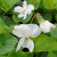 Viola septentrionalis alba